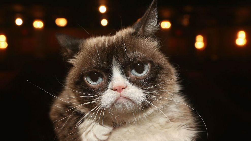Grumpy Cat Died This Year. The Internet Killed Her Long Ago. – Mother Jones